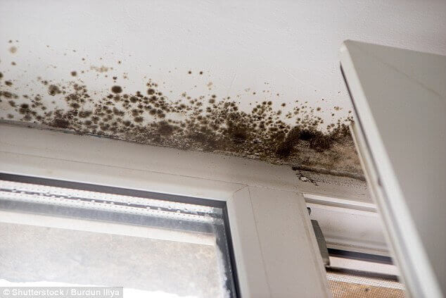 How To Get Rid Of Mould In Your House Premier Lofts