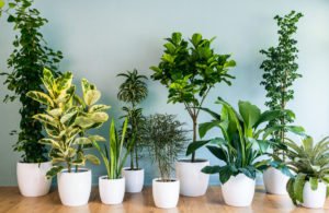 house-plants